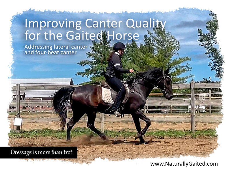 Improving a Lateral or FourBeat Canter Naturally Gaited Horse