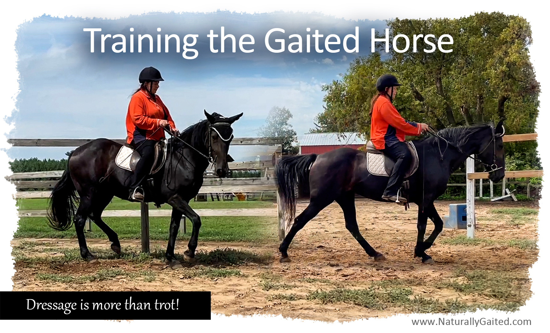 TrainingtheGaitedHorse Naturally Gaited Horse