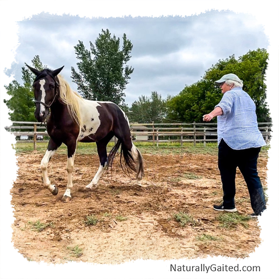Marylungingmarvel Naturally Gaited Horse