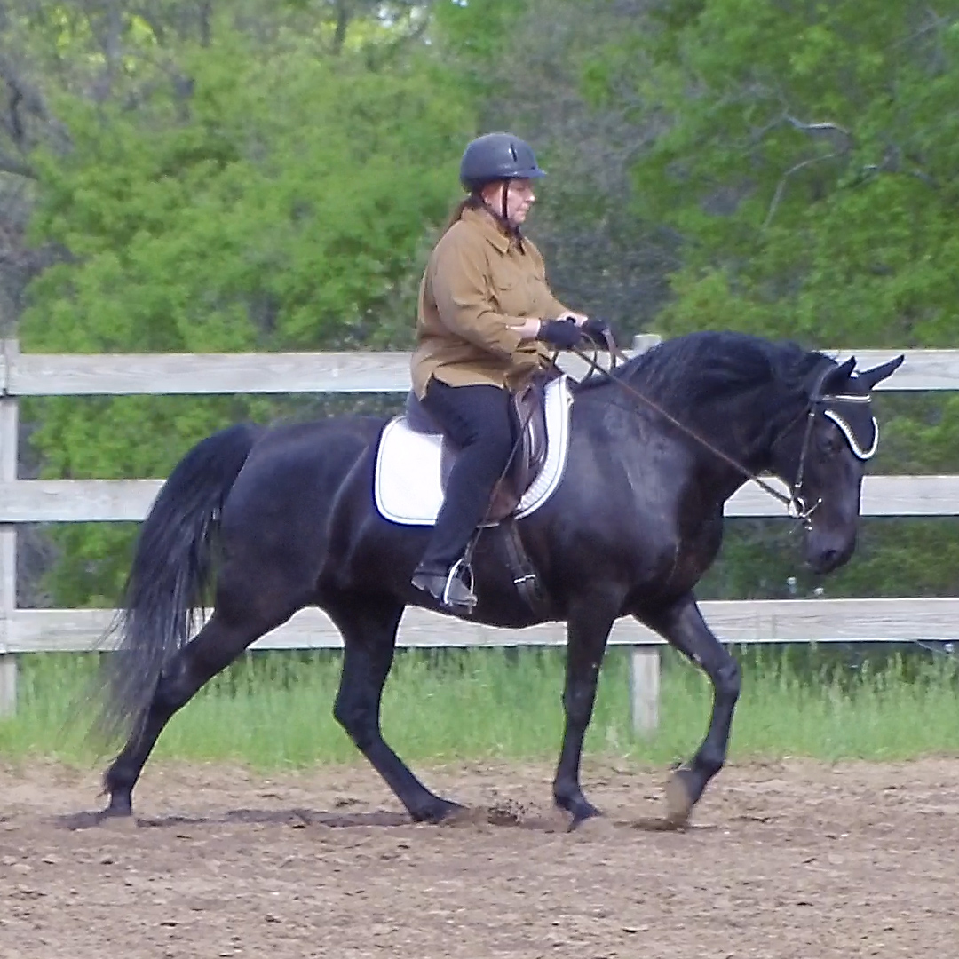 How to Ride a Gaited Horse Naturally Gaited Horse