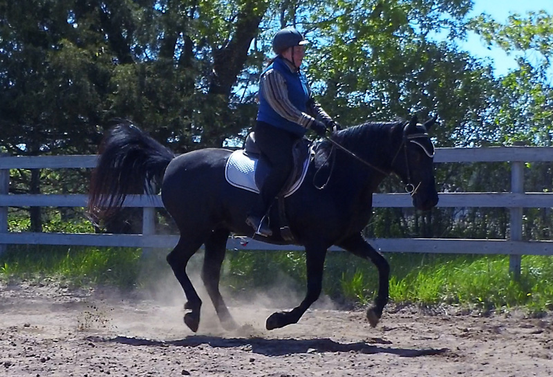 051920Makanacanter Naturally Gaited Horse