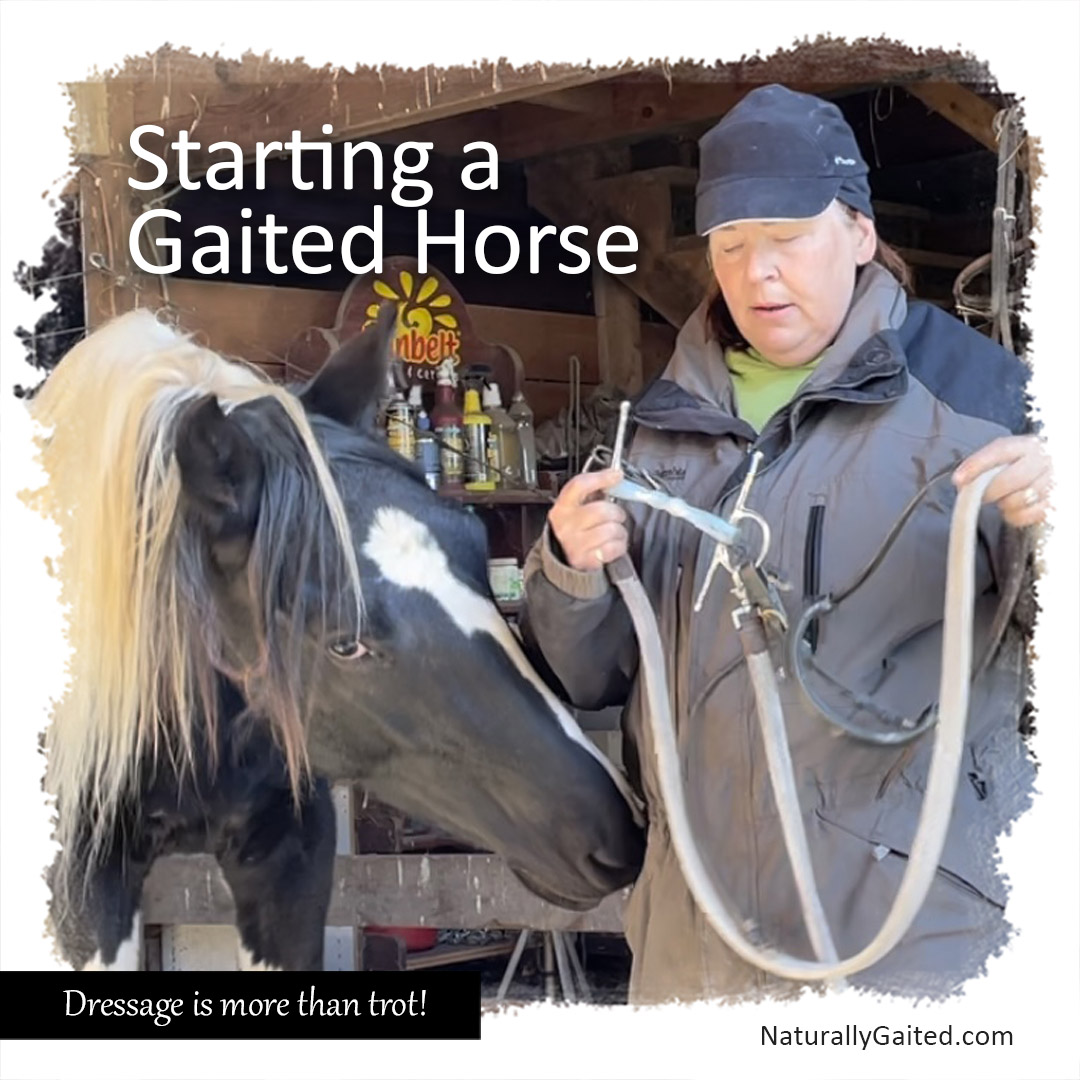Starting a Gaited Horse Naturally Gaited Horse