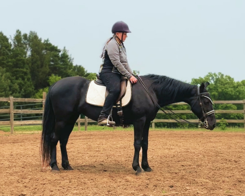 neck extension at a halt | Naturally Gaited